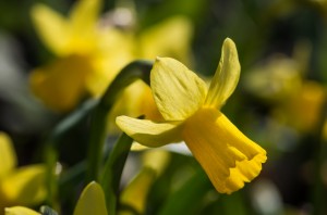 Narcissen