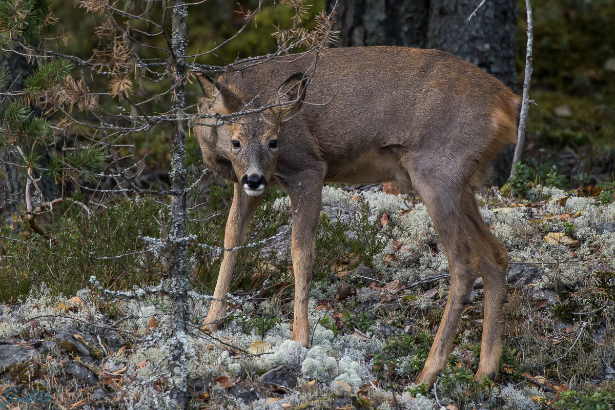 Rådjur